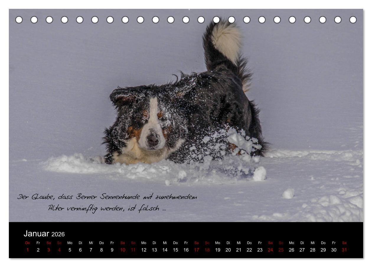 Beispielinhalt (Bild) So ist er. Der Berner Sennenhund (Tischkalender 2026 DIN A5 quer), CALVENDO Monatskalender