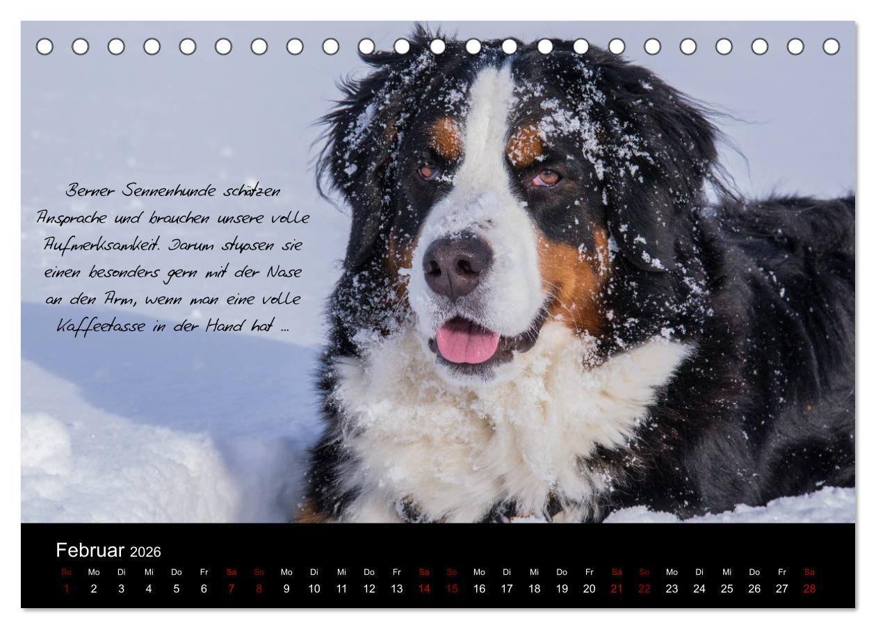 Beispielinhalt (Bild) So ist er. Der Berner Sennenhund (Tischkalender 2026 DIN A5 quer), CALVENDO Monatskalender