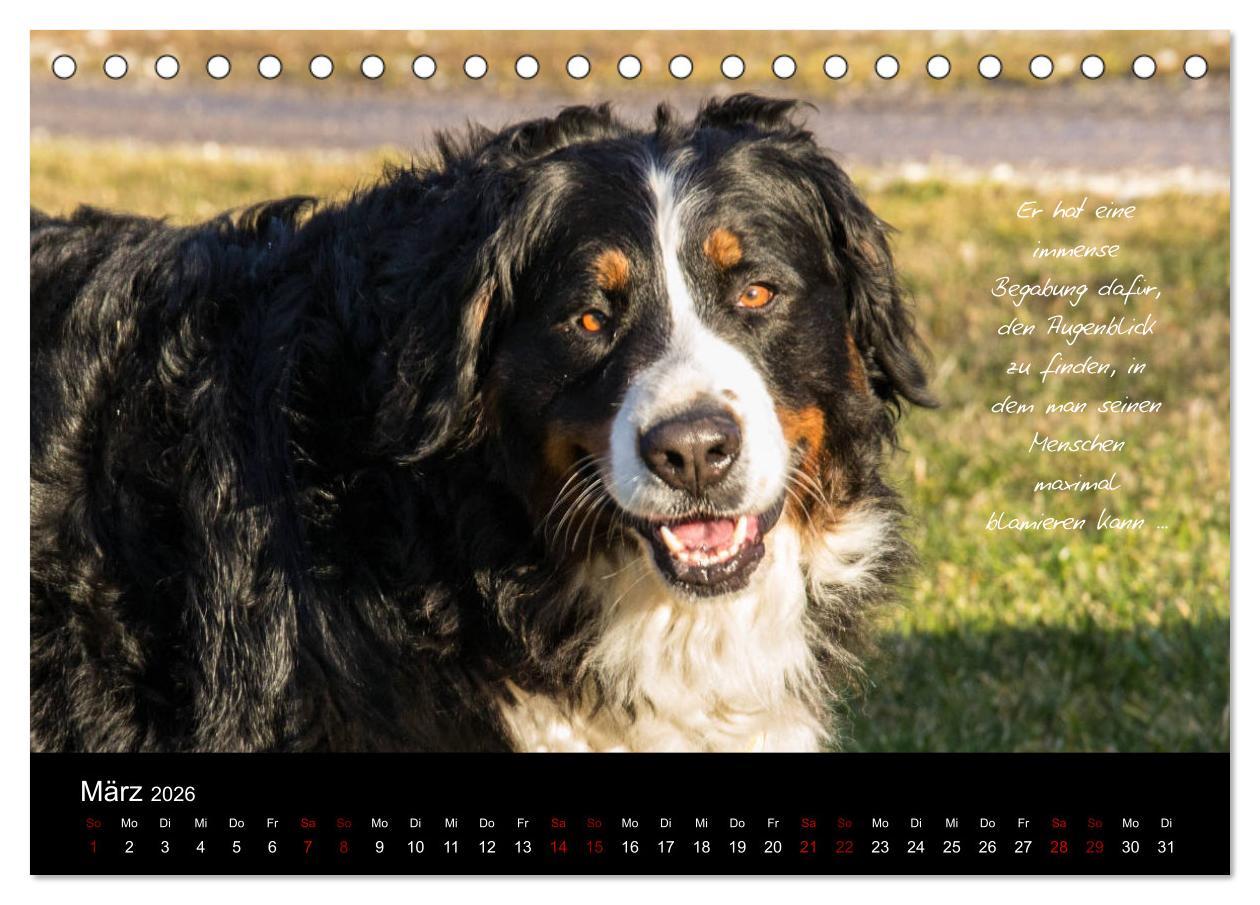 Beispielinhalt (Bild) So ist er. Der Berner Sennenhund (Tischkalender 2026 DIN A5 quer), CALVENDO Monatskalender