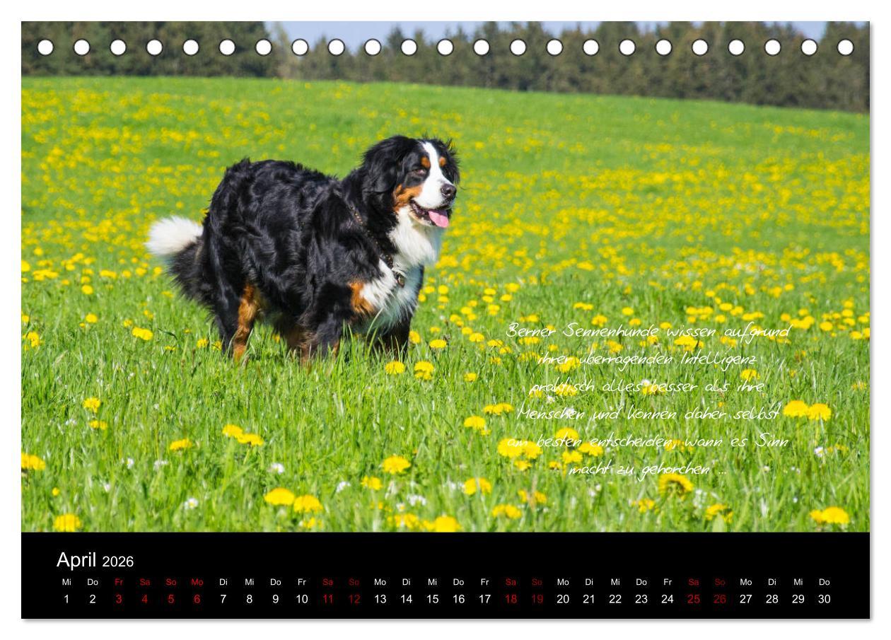 Beispielinhalt (Bild) So ist er. Der Berner Sennenhund (Tischkalender 2026 DIN A5 quer), CALVENDO Monatskalender
