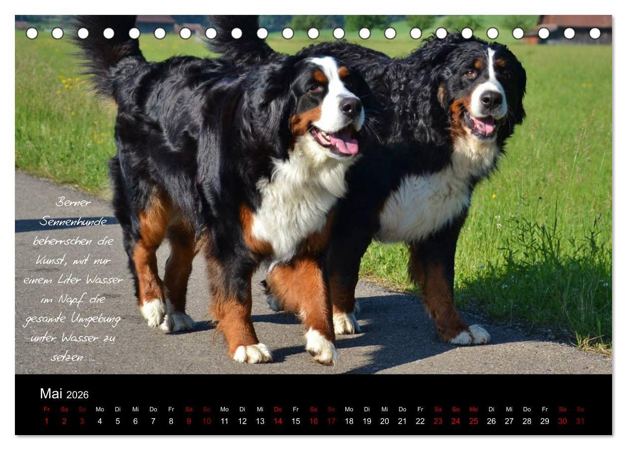 Beispielinhalt (Bild) So ist er. Der Berner Sennenhund (Tischkalender 2026 DIN A5 quer), CALVENDO Monatskalender