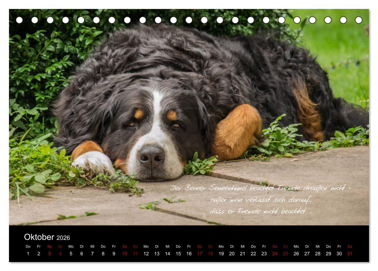 Beispielinhalt (Bild) So ist er. Der Berner Sennenhund (Tischkalender 2026 DIN A5 quer), CALVENDO Monatskalender