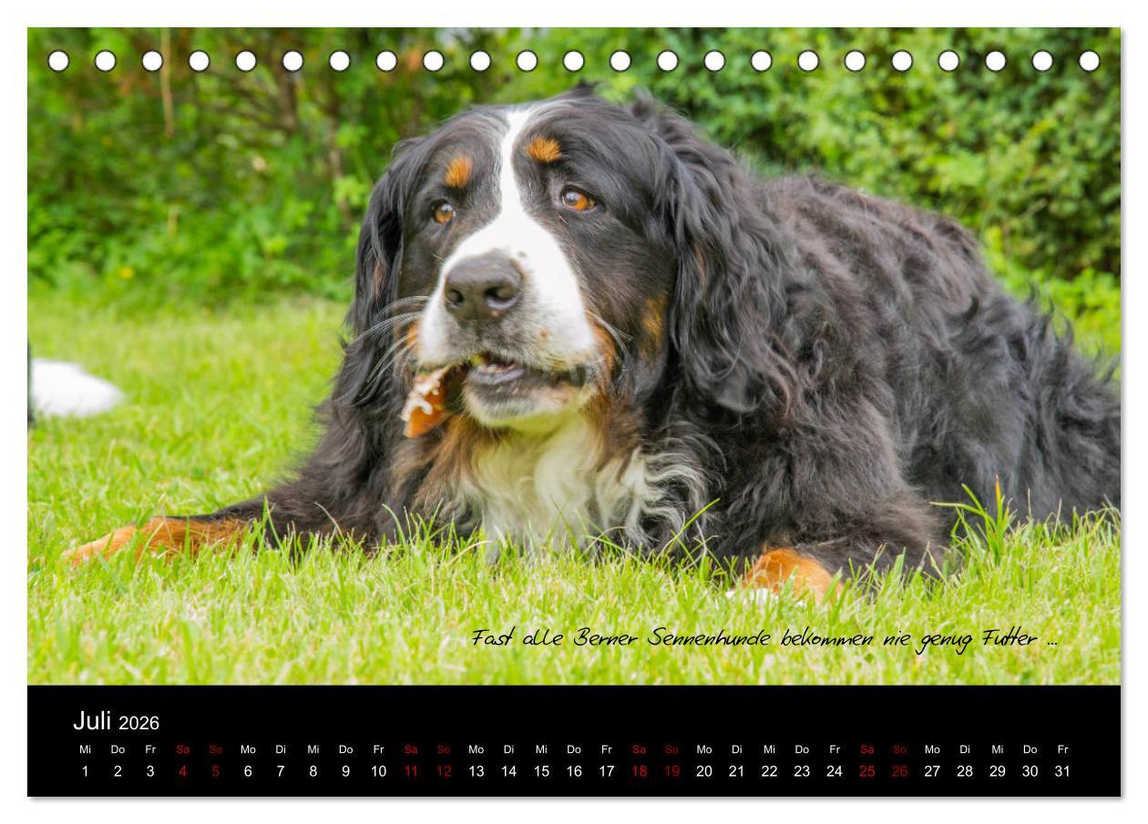 Beispielinhalt (Bild) So ist er. Der Berner Sennenhund (Tischkalender 2026 DIN A5 quer), CALVENDO Monatskalender