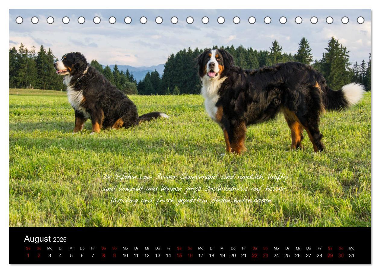 Beispielinhalt (Bild) So ist er. Der Berner Sennenhund (Tischkalender 2026 DIN A5 quer), CALVENDO Monatskalender