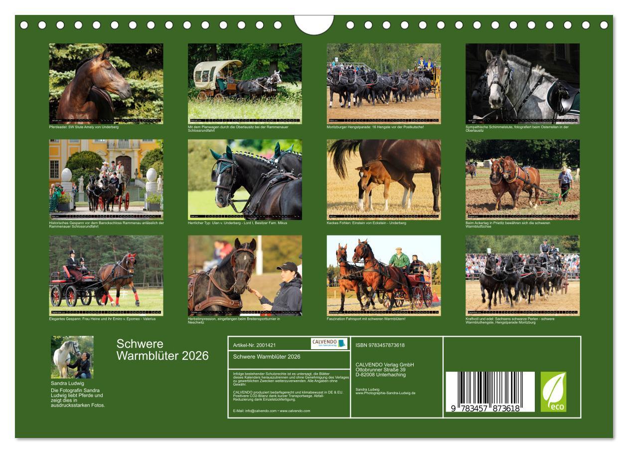 Beispielinhalt (Bild) Schwere Warmblüter 2026 (Wandkalender 2026 DIN A4 quer), CALVENDO Monatskalender