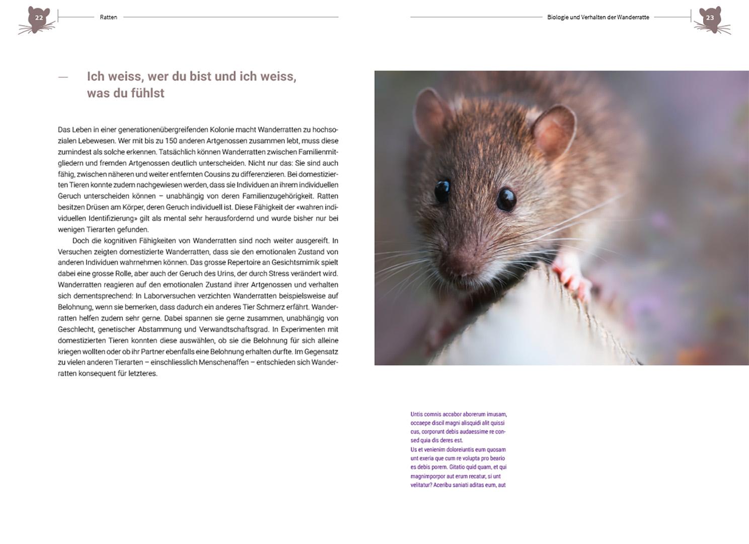 Beispielinhalt (Bild) Ratten
