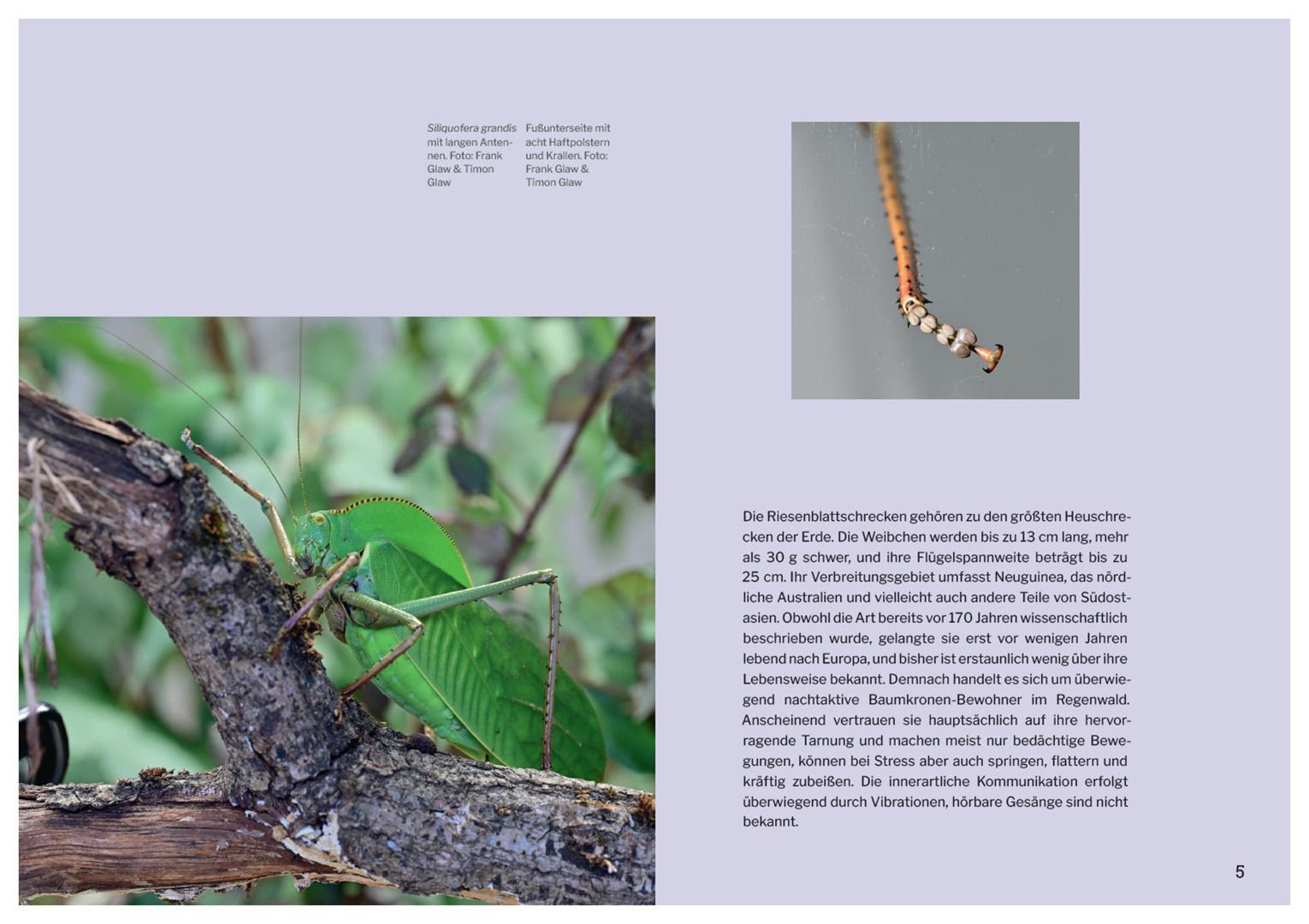 Beispielinhalt (Bild) Die Welt der Heuschrecken