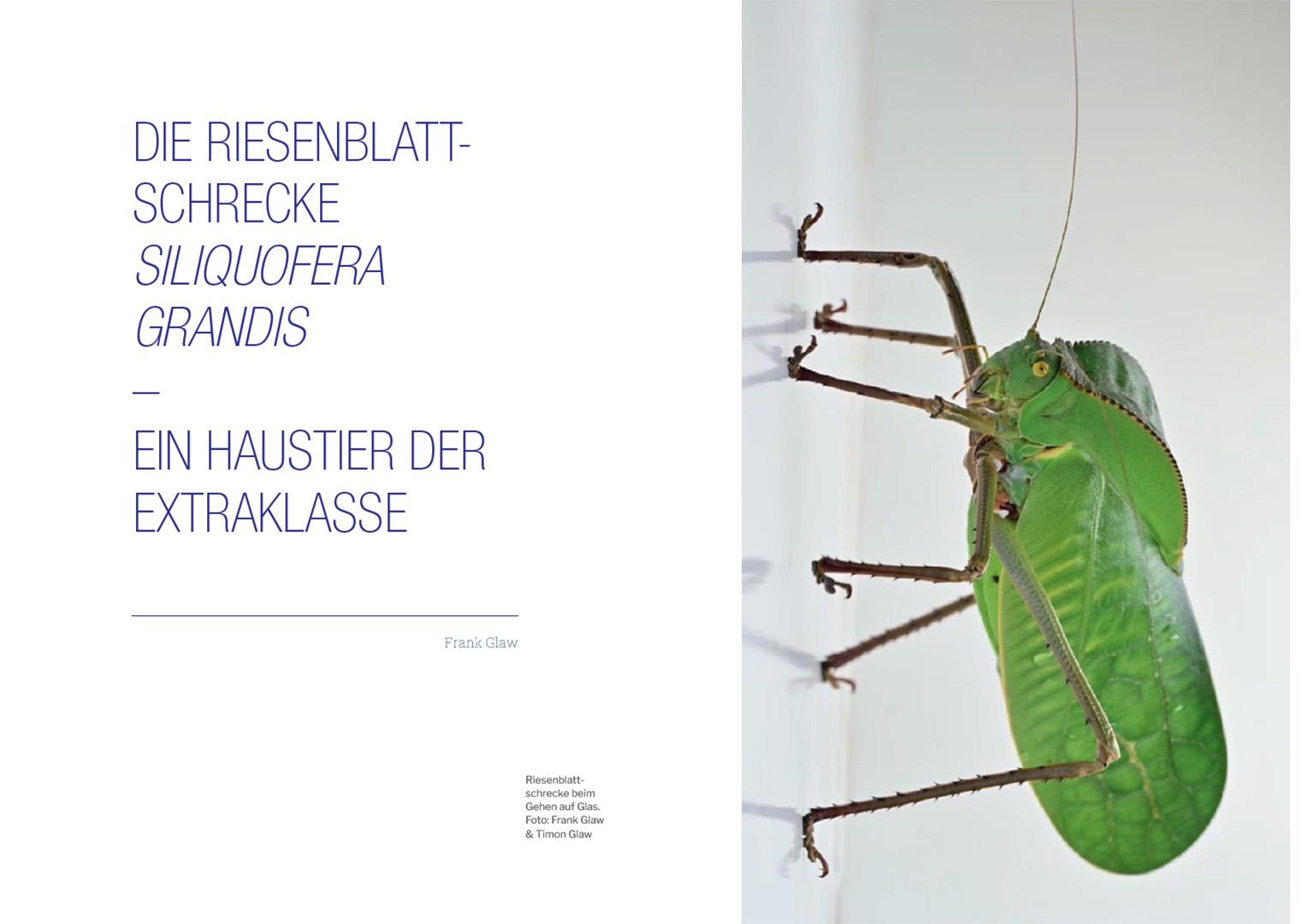 Beispielinhalt (Bild) Die Welt der Heuschrecken