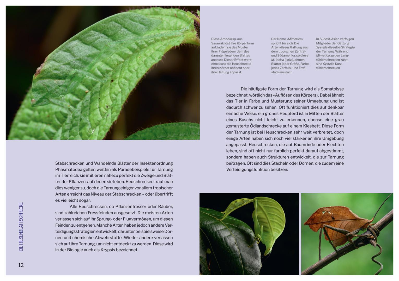 Beispielinhalt (Bild) Die Welt der Heuschrecken