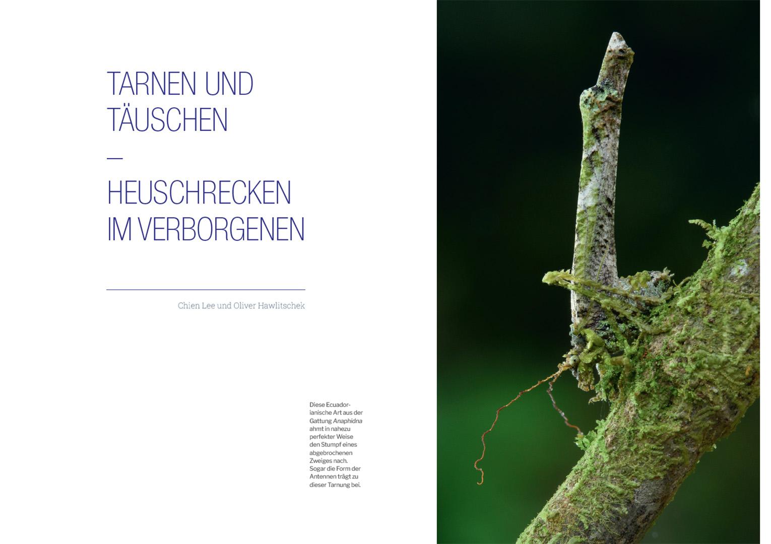 Beispielinhalt (Bild) Die Welt der Heuschrecken