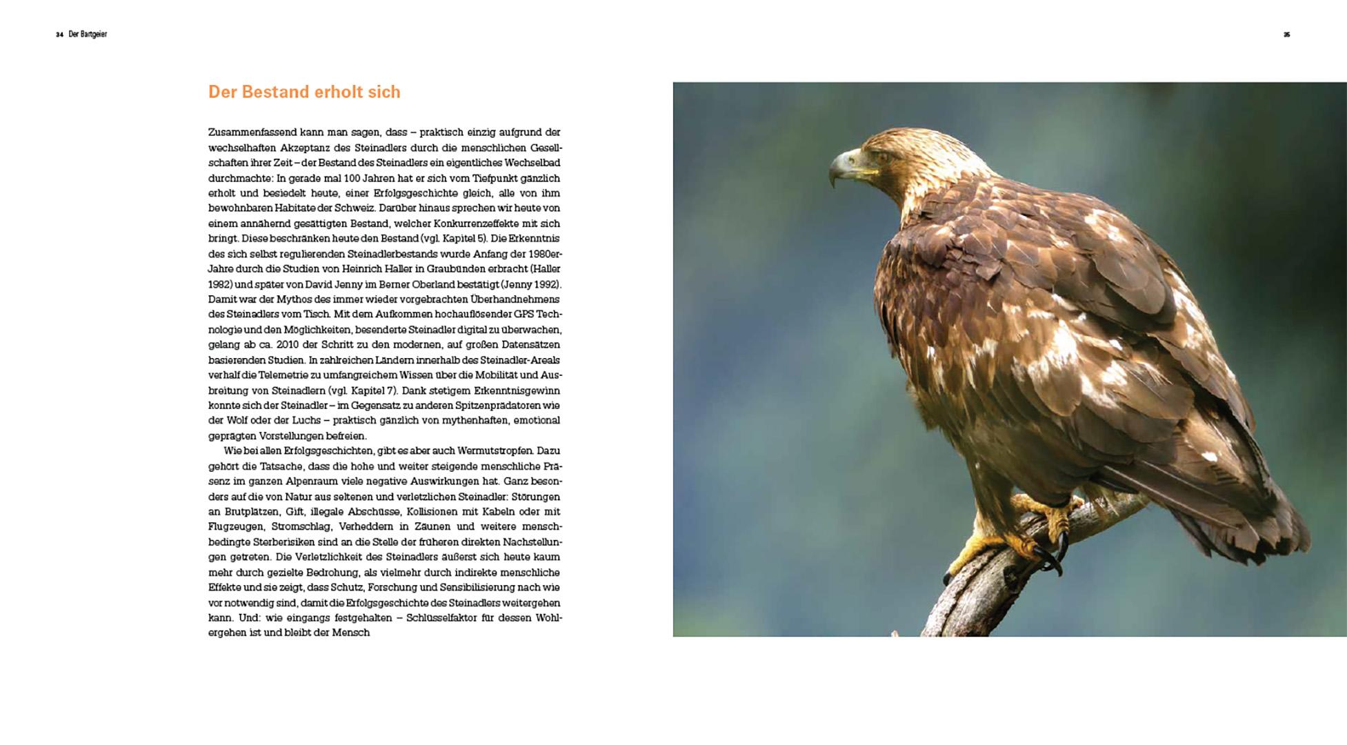 Beispielinhalt (Bild) Der Steinadler
