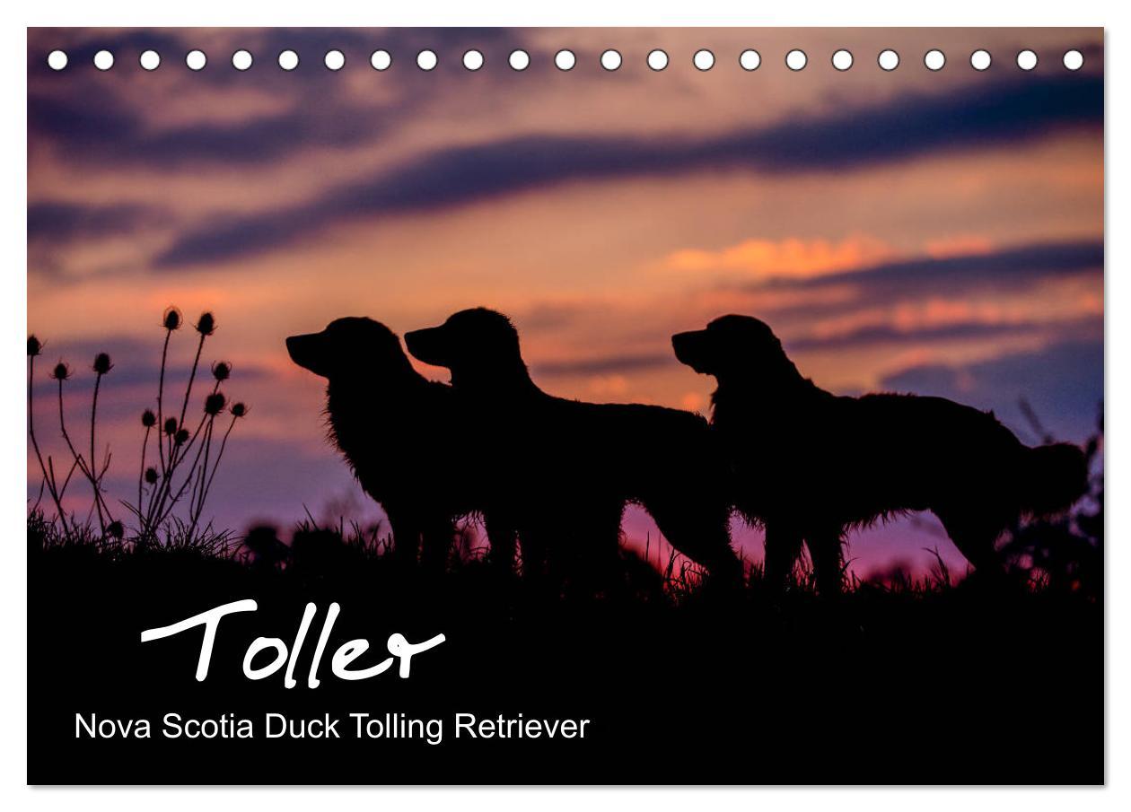 Vorderes Coverbild Toller - Nova Scotia Duck Tolling Retriever (Tischkalender 2026 DIN A5 quer), CALVENDO Monatskalender