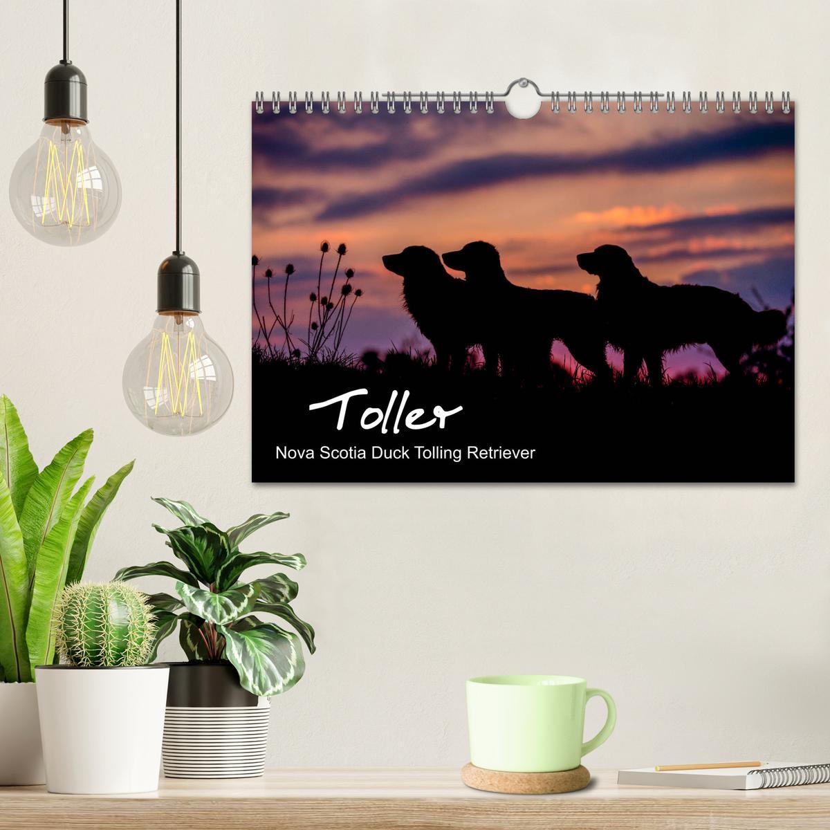 Beispielinhalt (Bild) Toller - Nova Scotia Duck Tolling Retriever (Wandkalender 2026 DIN A4 quer), CALVENDO Monatskalender