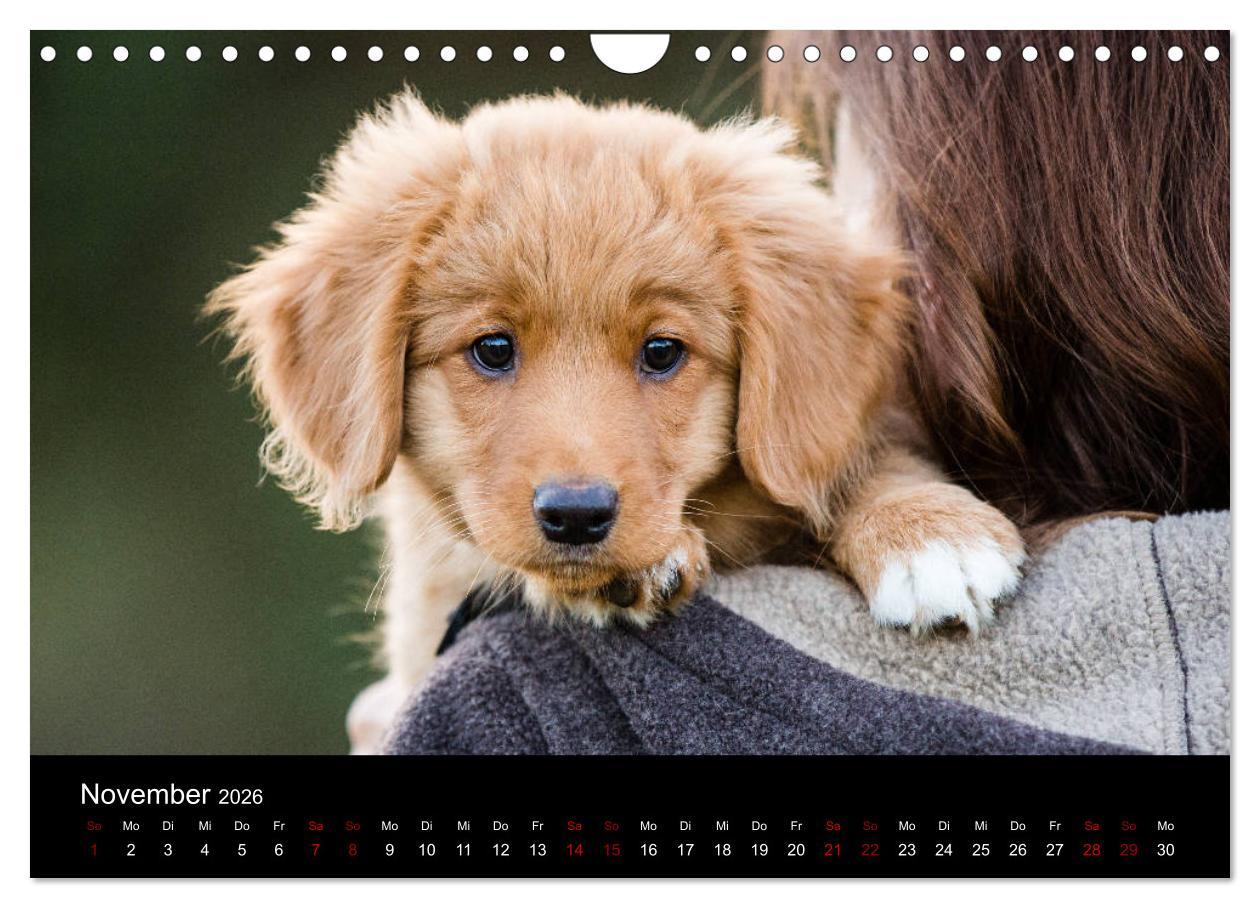 Beispielinhalt (Bild) Toller - Nova Scotia Duck Tolling Retriever (Wandkalender 2026 DIN A4 quer), CALVENDO Monatskalender