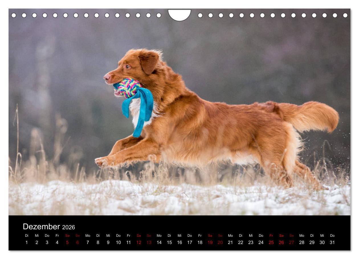 Beispielinhalt (Bild) Toller - Nova Scotia Duck Tolling Retriever (Wandkalender 2026 DIN A4 quer), CALVENDO Monatskalender