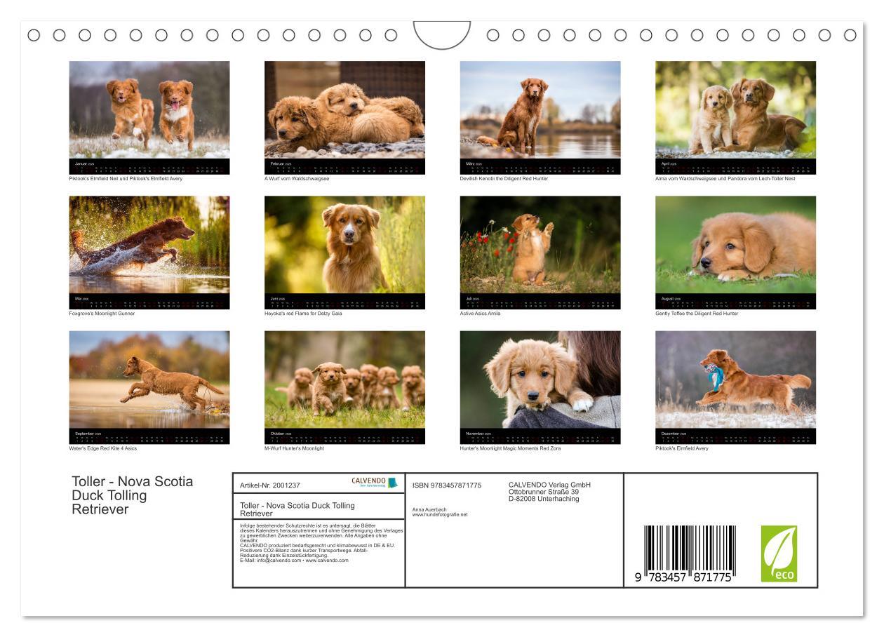 Beispielinhalt (Bild) Toller - Nova Scotia Duck Tolling Retriever (Wandkalender 2026 DIN A4 quer), CALVENDO Monatskalender