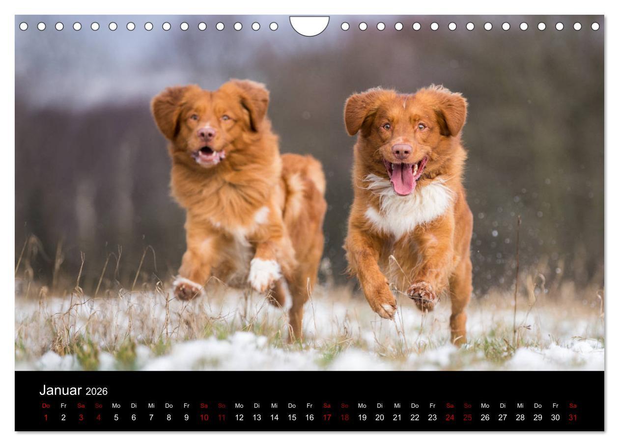Beispielinhalt (Bild) Toller - Nova Scotia Duck Tolling Retriever (Wandkalender 2026 DIN A4 quer), CALVENDO Monatskalender