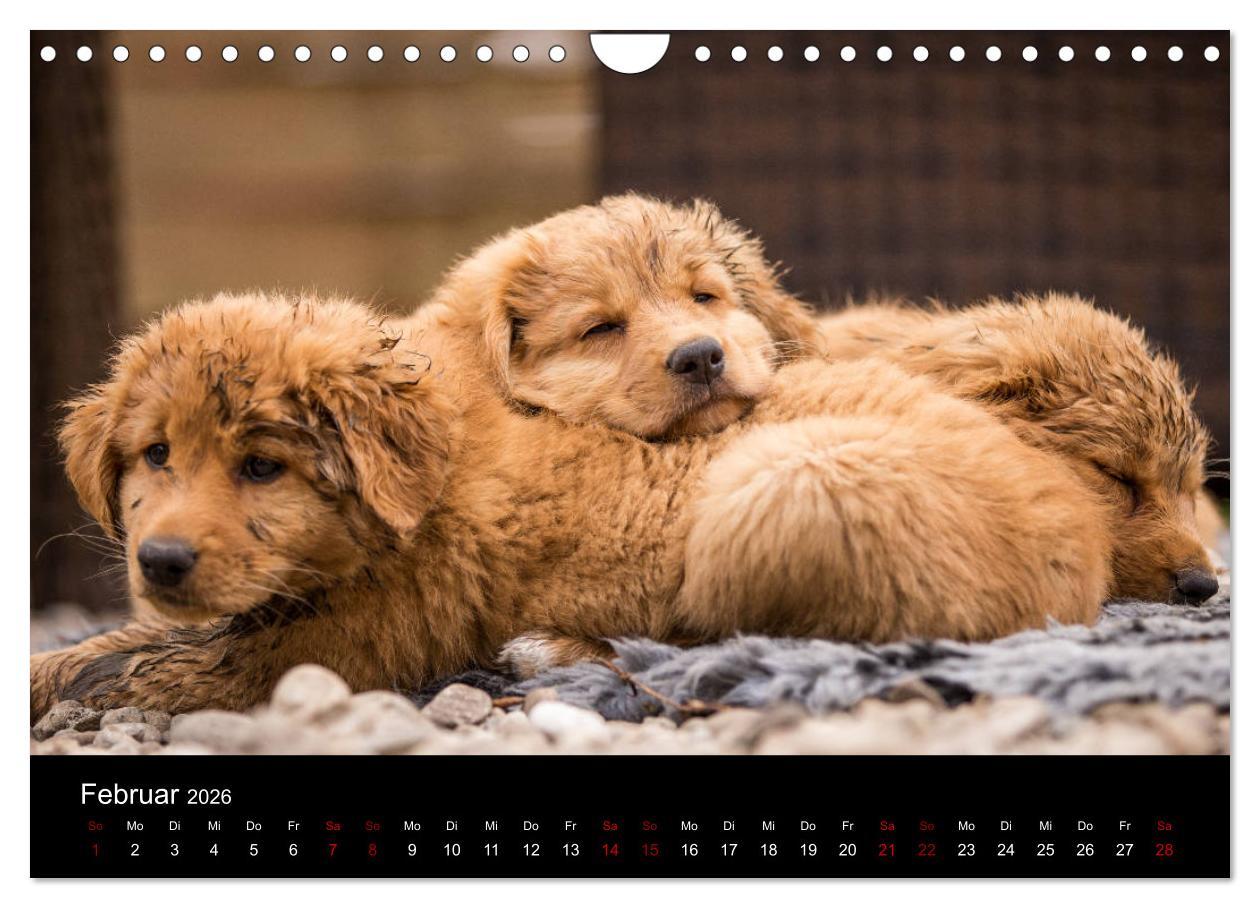 Beispielinhalt (Bild) Toller - Nova Scotia Duck Tolling Retriever (Wandkalender 2026 DIN A4 quer), CALVENDO Monatskalender