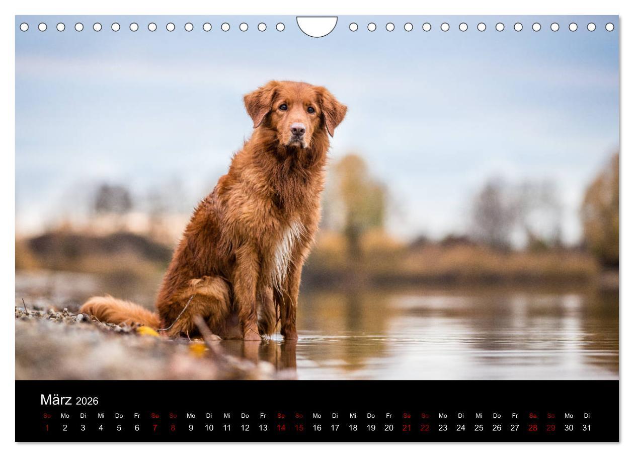 Beispielinhalt (Bild) Toller - Nova Scotia Duck Tolling Retriever (Wandkalender 2026 DIN A4 quer), CALVENDO Monatskalender