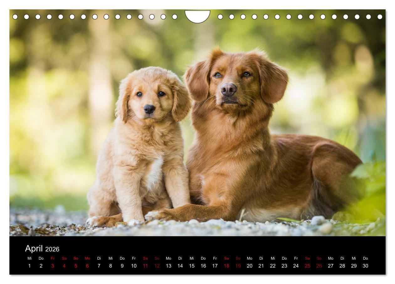 Beispielinhalt (Bild) Toller - Nova Scotia Duck Tolling Retriever (Wandkalender 2026 DIN A4 quer), CALVENDO Monatskalender