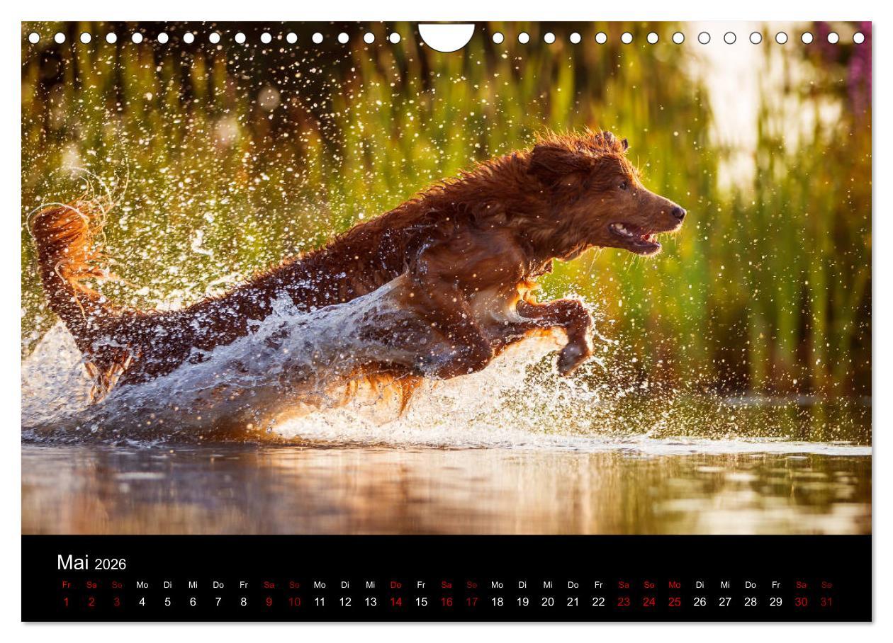 Beispielinhalt (Bild) Toller - Nova Scotia Duck Tolling Retriever (Wandkalender 2026 DIN A4 quer), CALVENDO Monatskalender