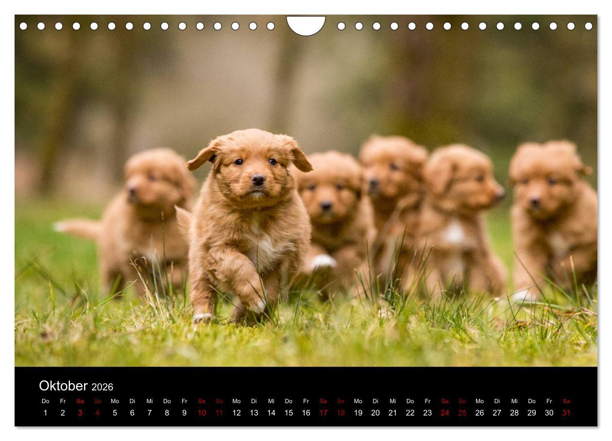 Beispielinhalt (Bild) Toller - Nova Scotia Duck Tolling Retriever (Wandkalender 2026 DIN A4 quer), CALVENDO Monatskalender