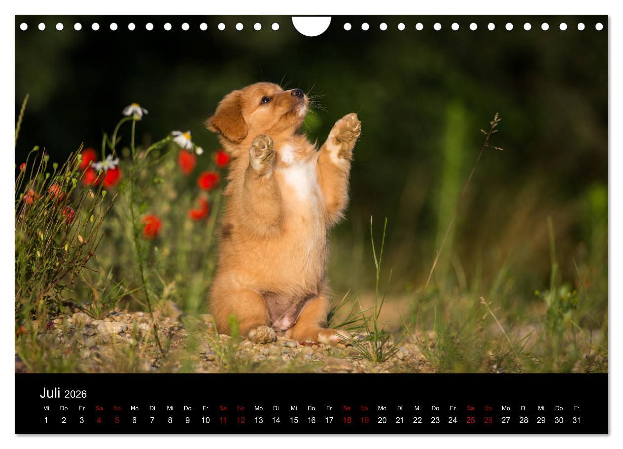 Beispielinhalt (Bild) Toller - Nova Scotia Duck Tolling Retriever (Wandkalender 2026 DIN A4 quer), CALVENDO Monatskalender