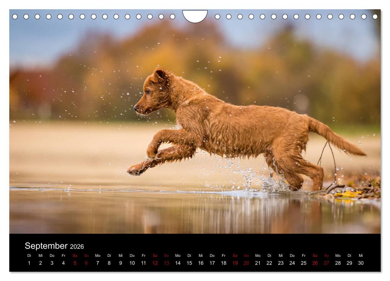 Beispielinhalt (Bild) Toller - Nova Scotia Duck Tolling Retriever (Wandkalender 2026 DIN A4 quer), CALVENDO Monatskalender