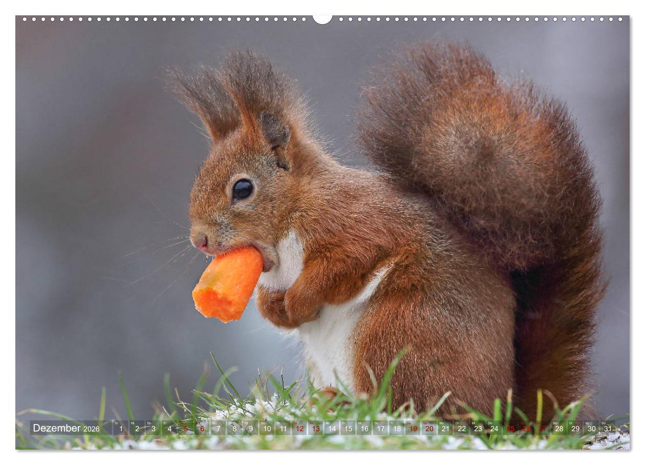 Beispielinhalt (Bild) Eichhörnchen in zauberhaften Posen (Wandkalender 2026 DIN A2 quer), CALVENDO Monatskalender