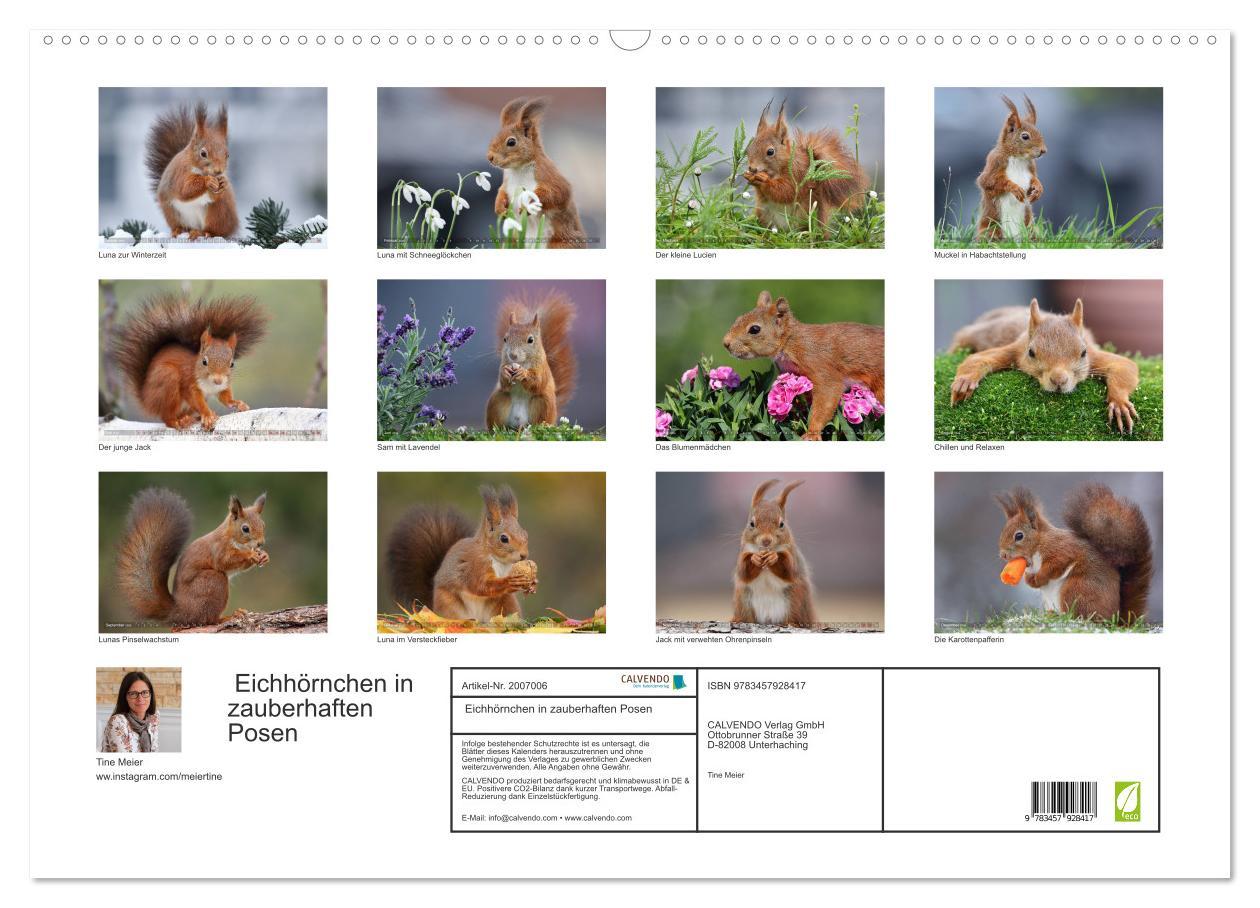 Beispielinhalt (Bild) Eichhörnchen in zauberhaften Posen (Wandkalender 2026 DIN A2 quer), CALVENDO Monatskalender
