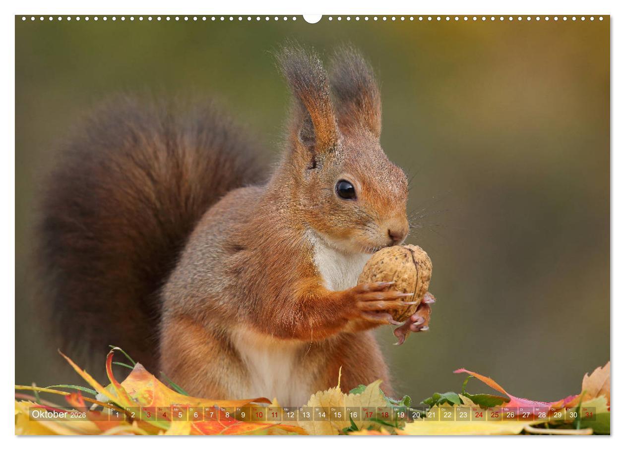 Beispielinhalt (Bild) Eichhörnchen in zauberhaften Posen (Wandkalender 2026 DIN A2 quer), CALVENDO Monatskalender