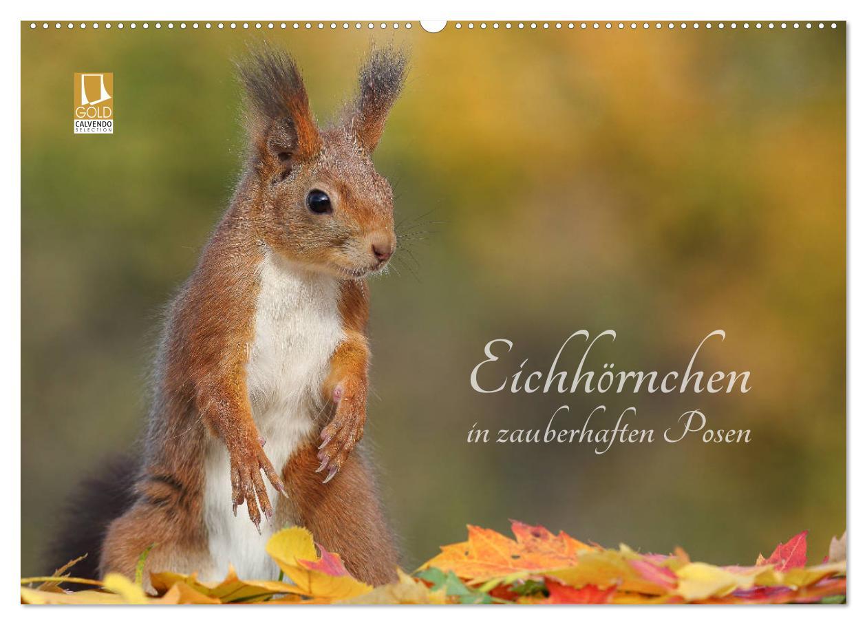 Vorderes Coverbild Eichhörnchen in zauberhaften Posen (Wandkalender 2026 DIN A2 quer), CALVENDO Monatskalender
