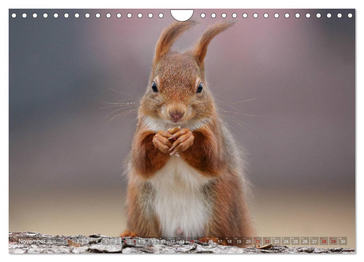 Beispielinhalt (Bild) Eichhörnchen in zauberhaften Posen (Wandkalender 2026 DIN A4 quer), CALVENDO Monatskalender