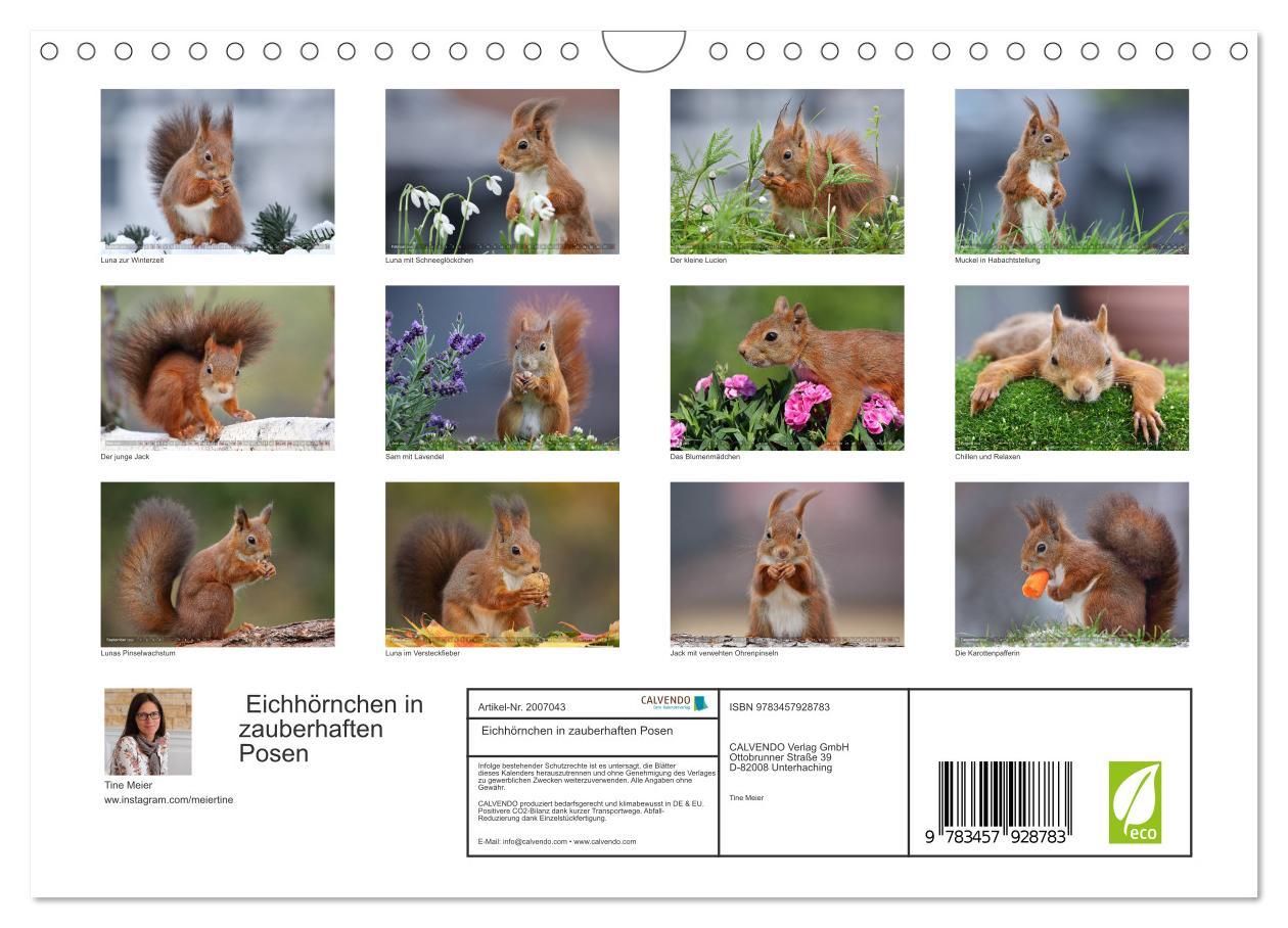 Beispielinhalt (Bild) Eichhörnchen in zauberhaften Posen (Wandkalender 2026 DIN A4 quer), CALVENDO Monatskalender