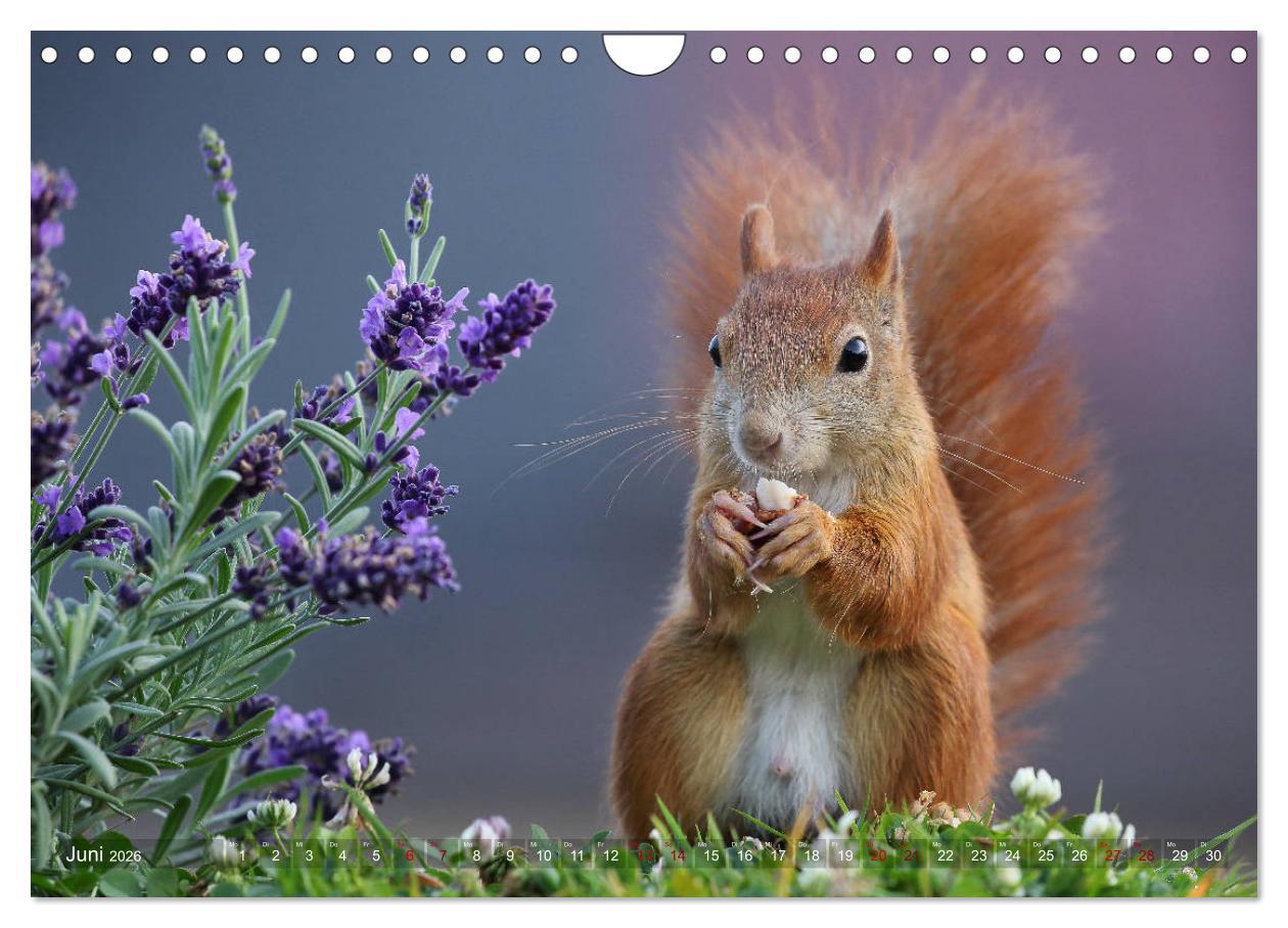 Beispielinhalt (Bild) Eichhörnchen in zauberhaften Posen (Wandkalender 2026 DIN A4 quer), CALVENDO Monatskalender
