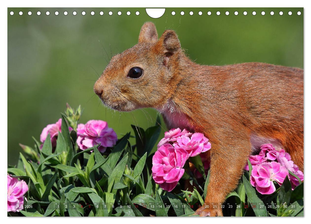 Beispielinhalt (Bild) Eichhörnchen in zauberhaften Posen (Wandkalender 2026 DIN A4 quer), CALVENDO Monatskalender