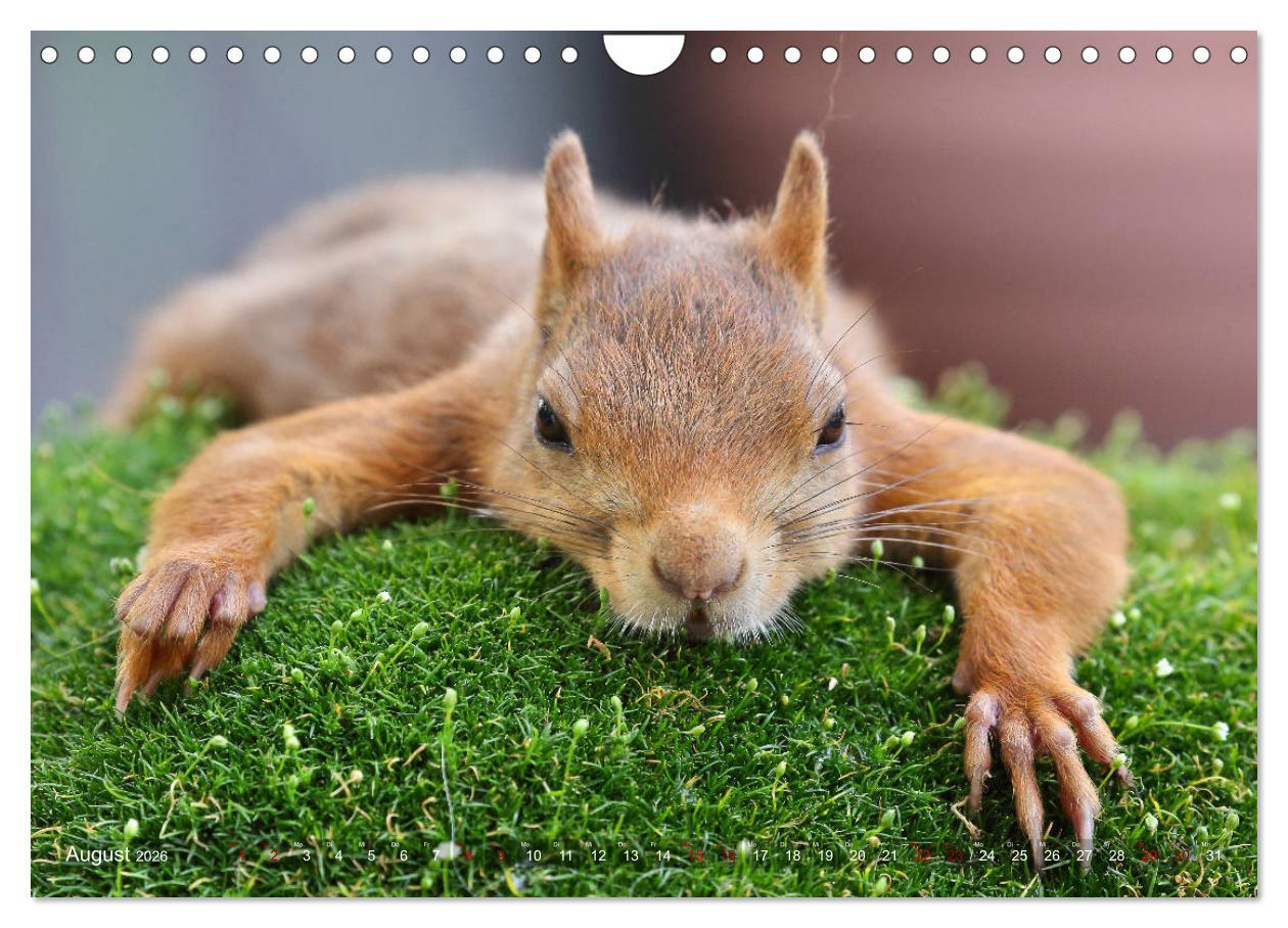 Beispielinhalt (Bild) Eichhörnchen in zauberhaften Posen (Wandkalender 2026 DIN A4 quer), CALVENDO Monatskalender