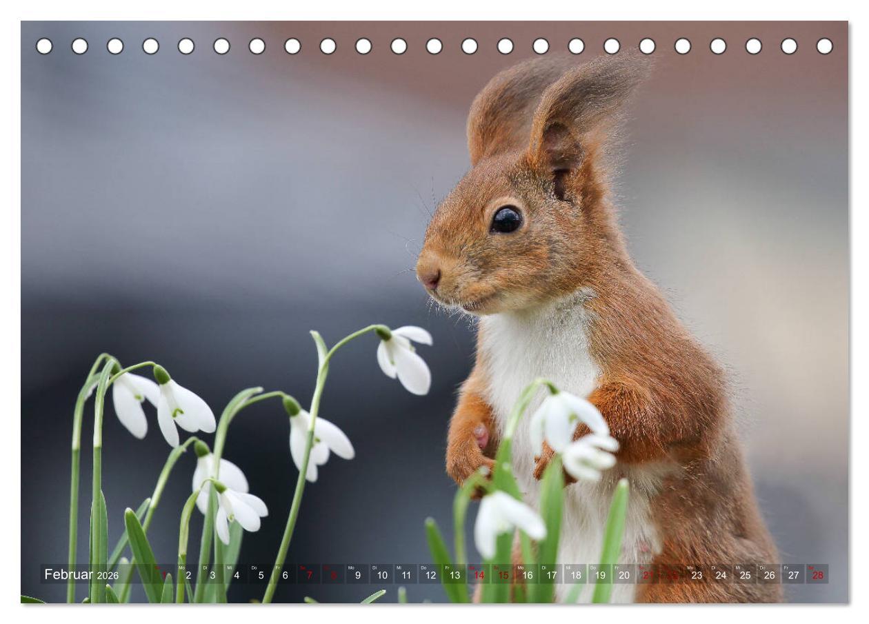 Beispielinhalt (Bild) Eichhörnchen in zauberhaften Posen (Tischkalender 2026 DIN A5 quer), CALVENDO Monatskalender