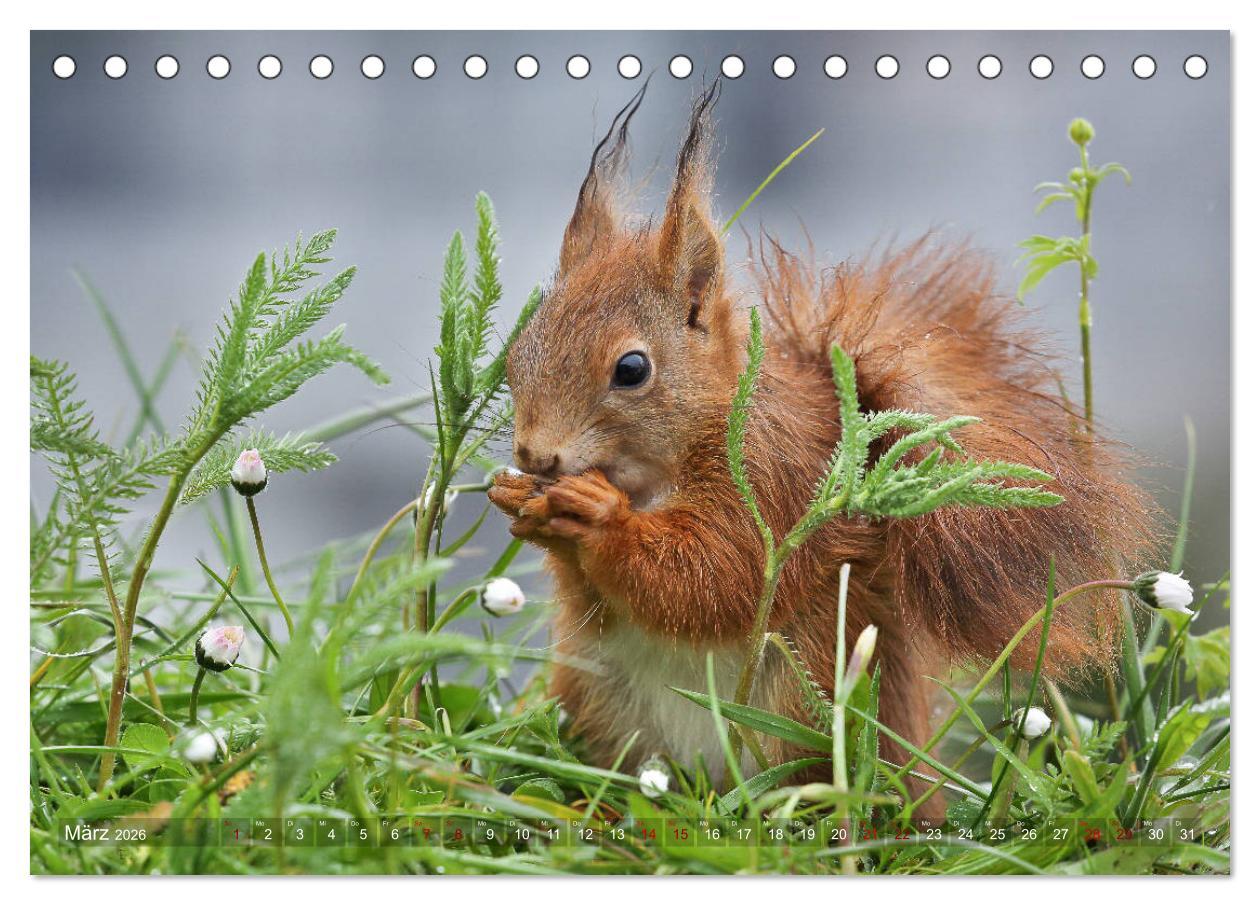 Beispielinhalt (Bild) Eichhörnchen in zauberhaften Posen (Tischkalender 2026 DIN A5 quer), CALVENDO Monatskalender