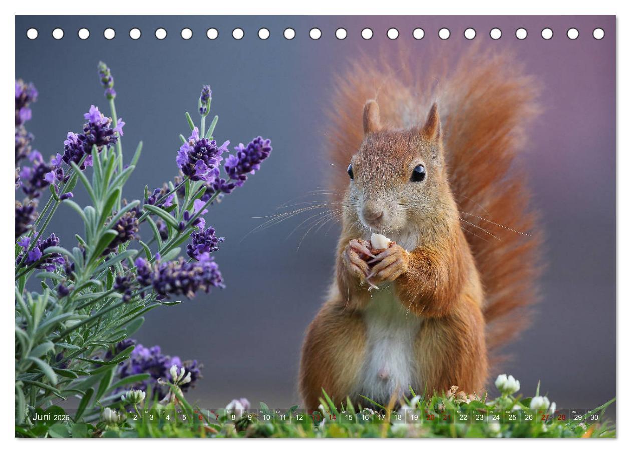 Beispielinhalt (Bild) Eichhörnchen in zauberhaften Posen (Tischkalender 2026 DIN A5 quer), CALVENDO Monatskalender