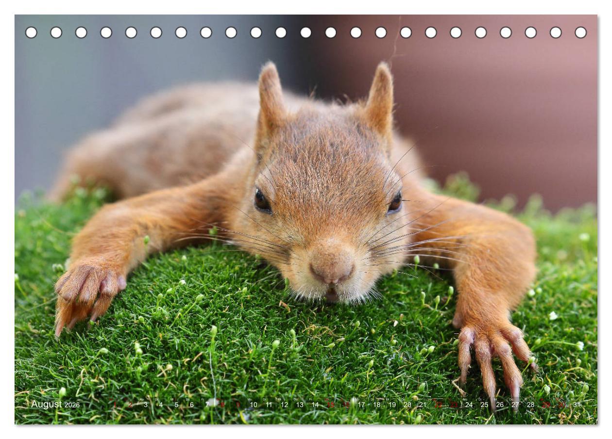 Beispielinhalt (Bild) Eichhörnchen in zauberhaften Posen (Tischkalender 2026 DIN A5 quer), CALVENDO Monatskalender
