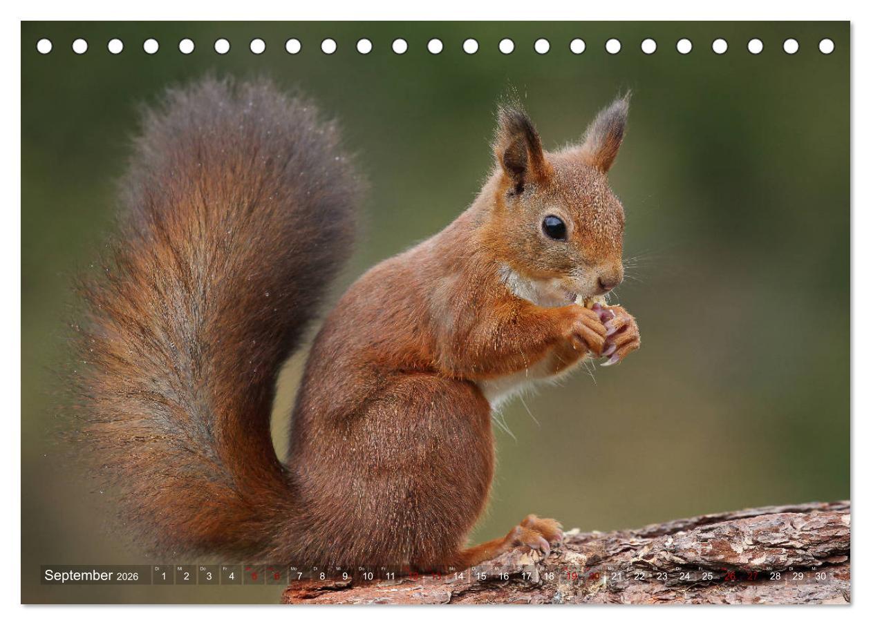 Beispielinhalt (Bild) Eichhörnchen in zauberhaften Posen (Tischkalender 2026 DIN A5 quer), CALVENDO Monatskalender