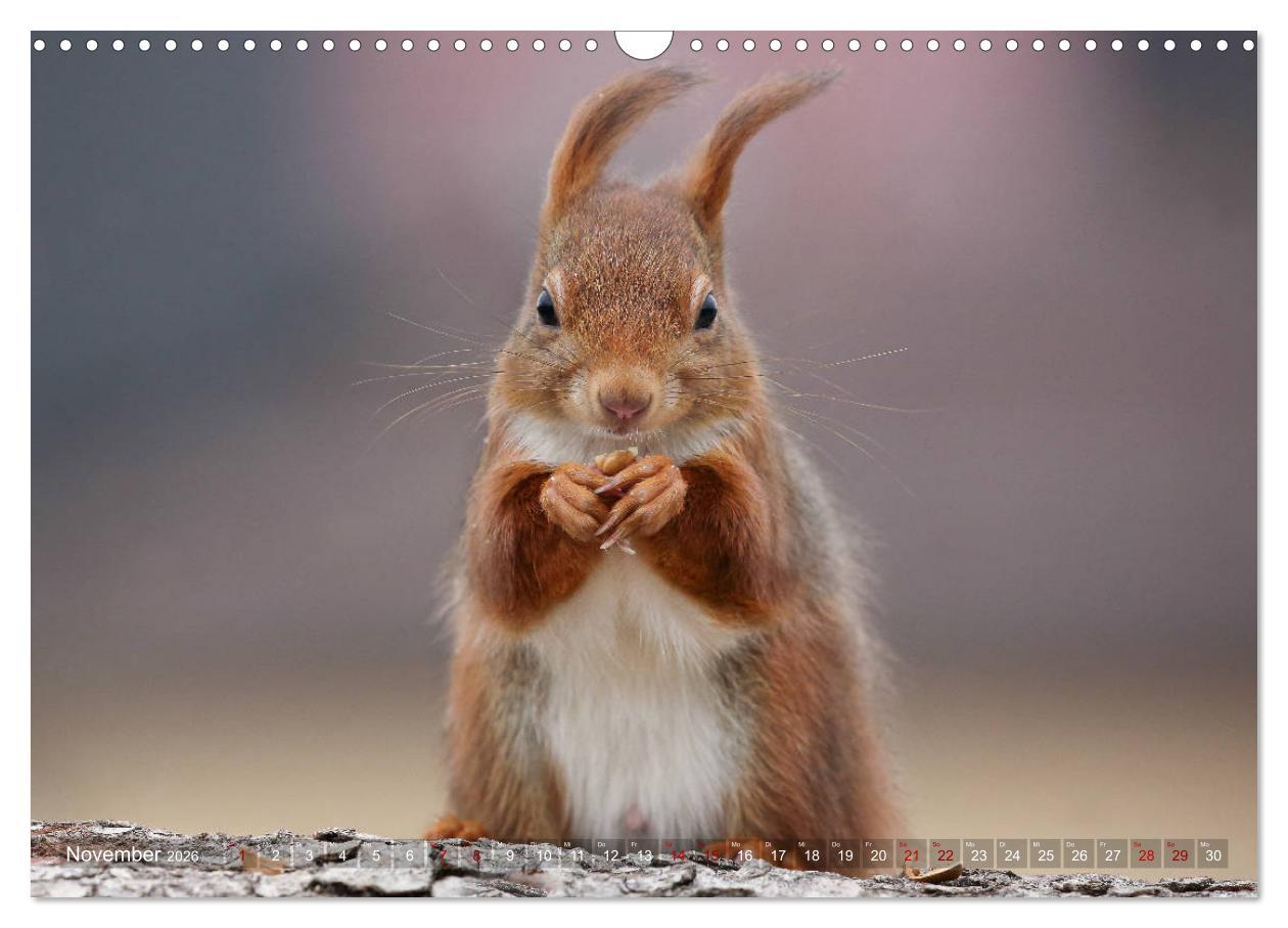 Beispielinhalt (Bild) Eichhörnchen in zauberhaften Posen (Wandkalender 2026 DIN A3 quer), CALVENDO Monatskalender