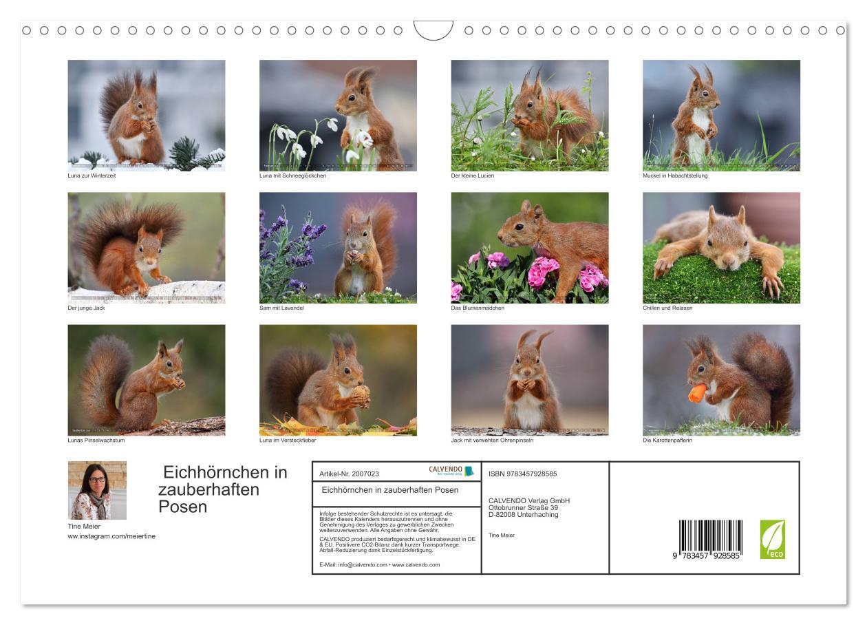 Beispielinhalt (Bild) Eichhörnchen in zauberhaften Posen (Wandkalender 2026 DIN A3 quer), CALVENDO Monatskalender