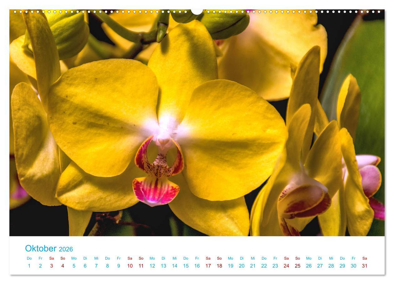 Beispielinhalt (Bild) Die Königin der Blumenwelt, die Orchidee (hochwertiger Premium Wandkalender 2026 DIN A2 quer), Kunstdruck in Hochglanz