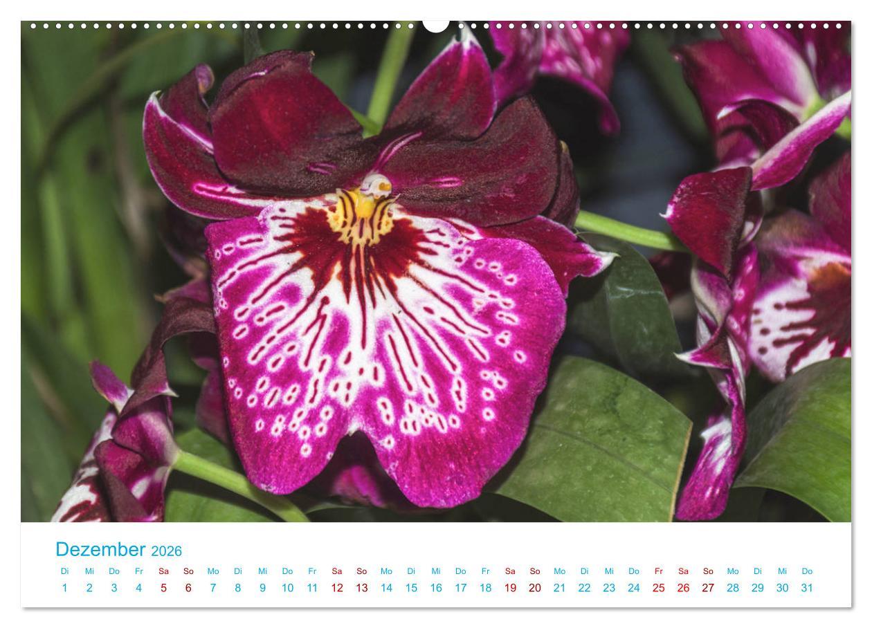 Beispielinhalt (Bild) Die Königin der Blumenwelt, die Orchidee (hochwertiger Premium Wandkalender 2026 DIN A2 quer), Kunstdruck in Hochglanz
