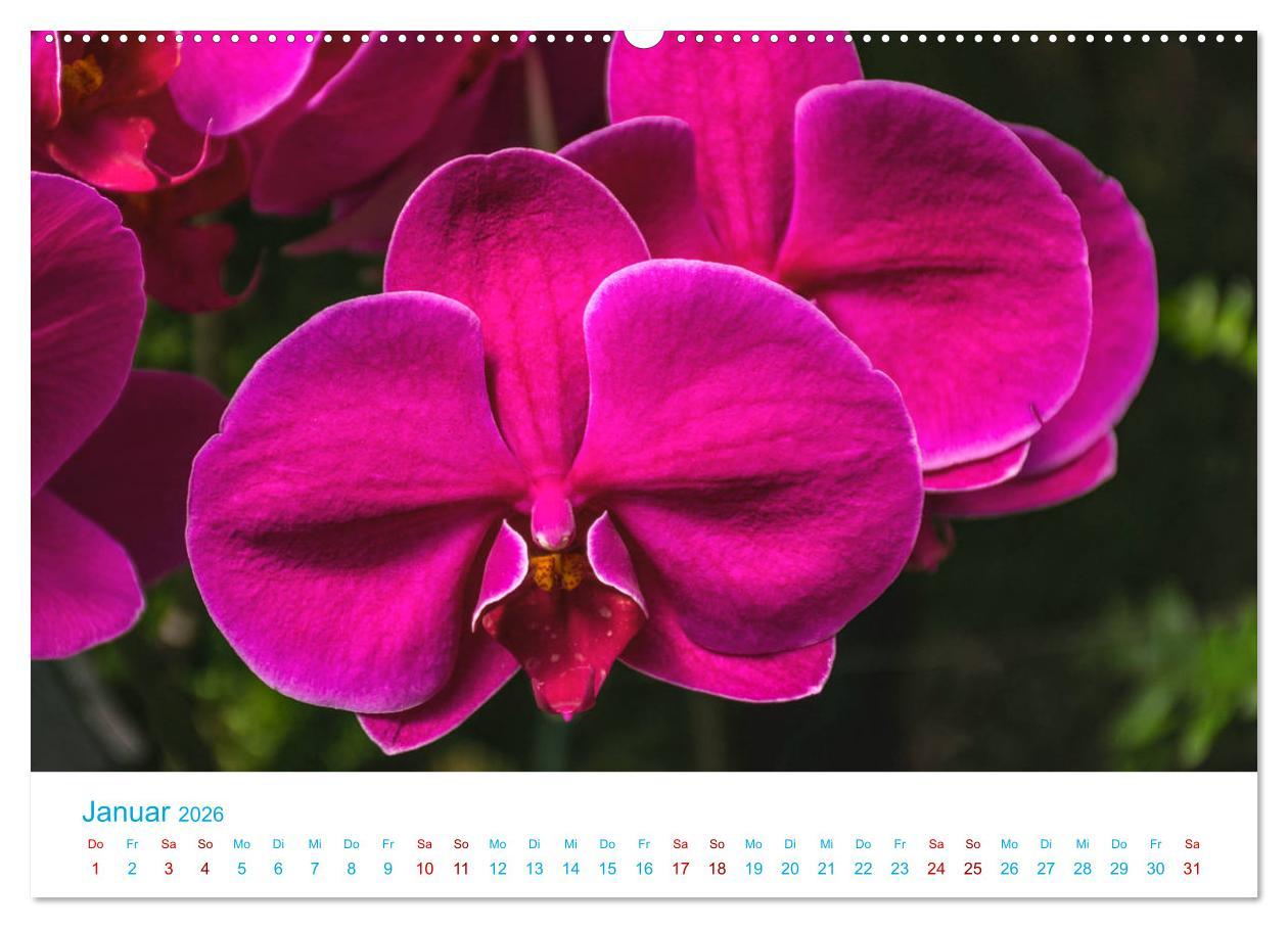 Beispielinhalt (Bild) Die Königin der Blumenwelt, die Orchidee (hochwertiger Premium Wandkalender 2026 DIN A2 quer), Kunstdruck in Hochglanz