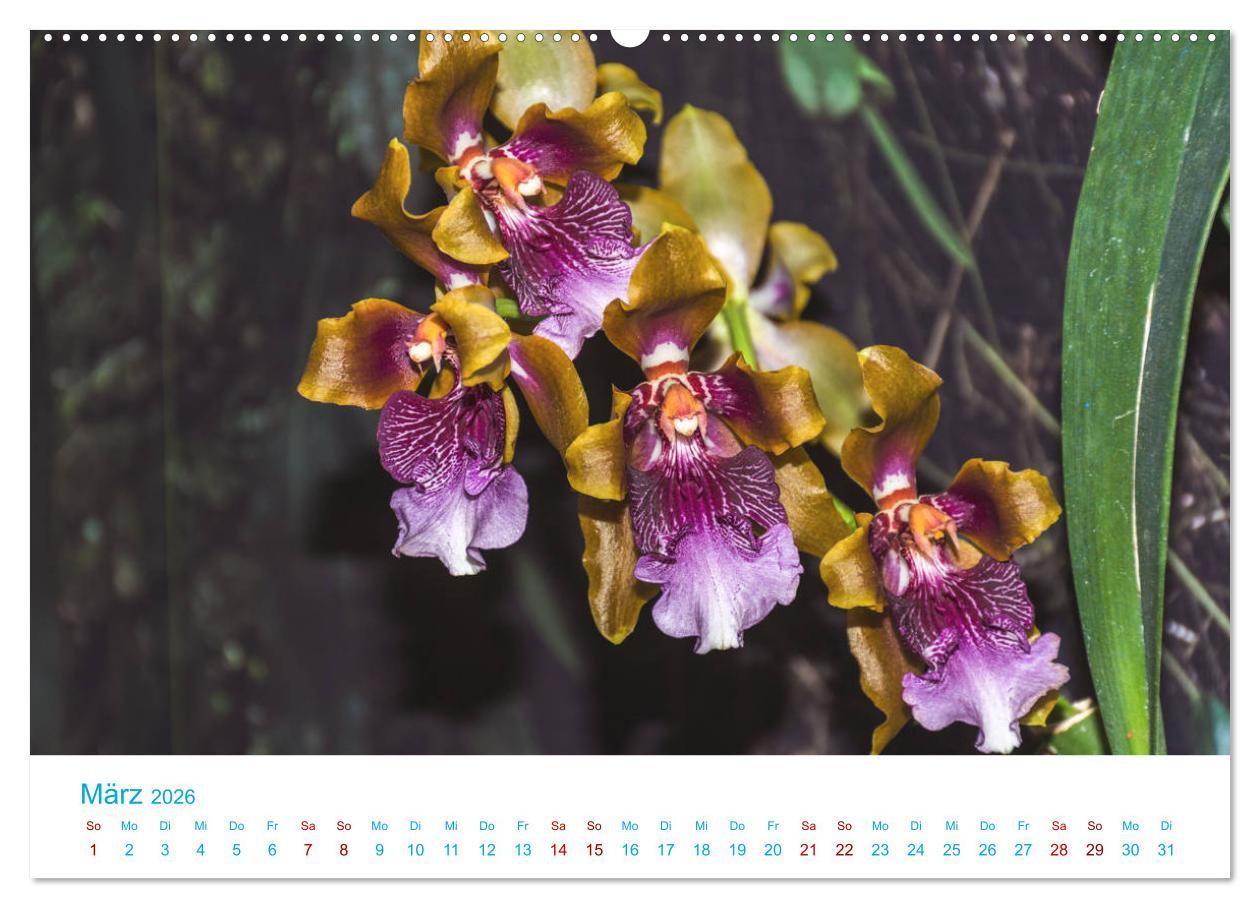 Beispielinhalt (Bild) Die Königin der Blumenwelt, die Orchidee (hochwertiger Premium Wandkalender 2026 DIN A2 quer), Kunstdruck in Hochglanz