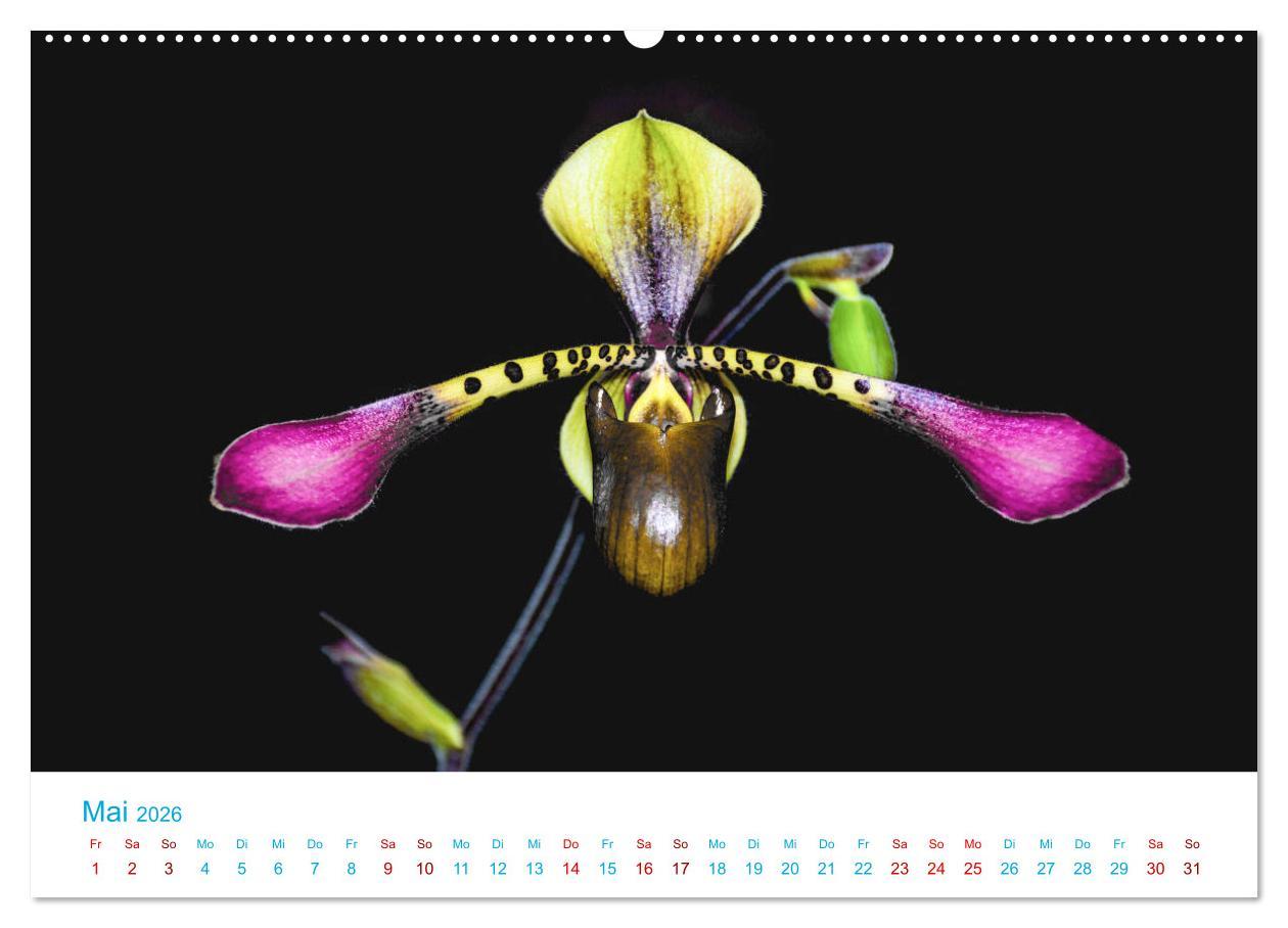 Beispielinhalt (Bild) Die Königin der Blumenwelt, die Orchidee (hochwertiger Premium Wandkalender 2026 DIN A2 quer), Kunstdruck in Hochglanz