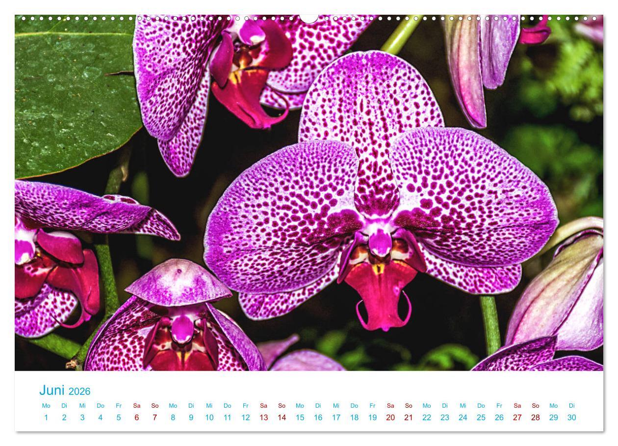 Beispielinhalt (Bild) Die Königin der Blumenwelt, die Orchidee (hochwertiger Premium Wandkalender 2026 DIN A2 quer), Kunstdruck in Hochglanz